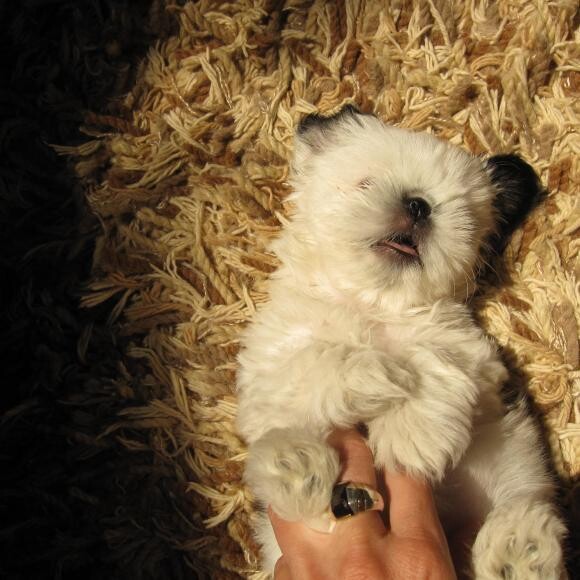 She LOVED having her belly rubbed and STILL DOES