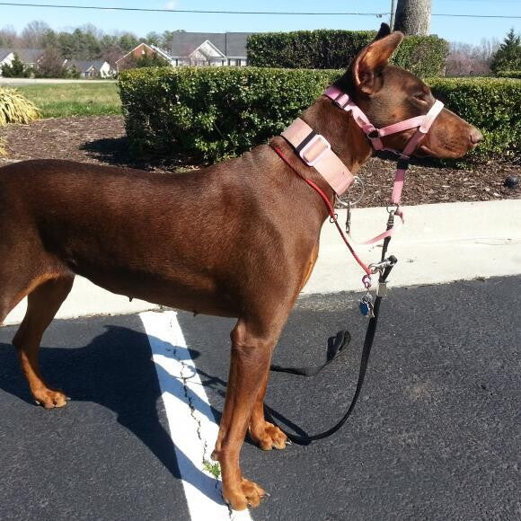 Cushite 3 years old