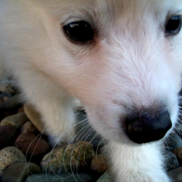 Alaska as a shy, sick puppy..