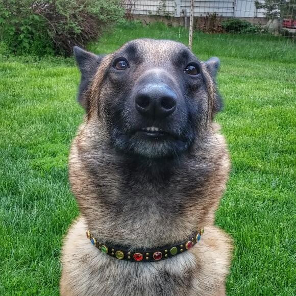 Stannis is the least majestic Malinois that ever was