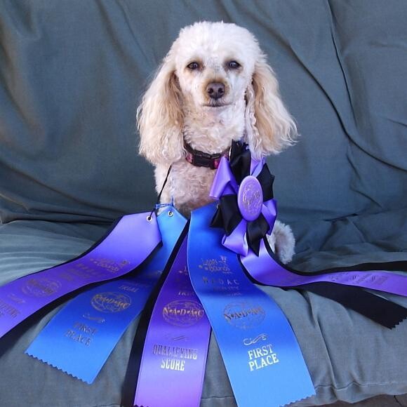 Poodle Athlete Overcomes Allergies