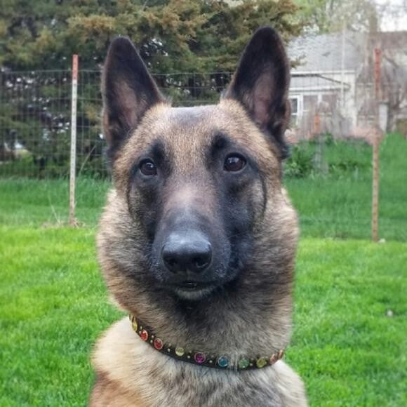 Stannis the Fussy Malinois