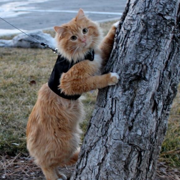 Sweet Milo Kitty