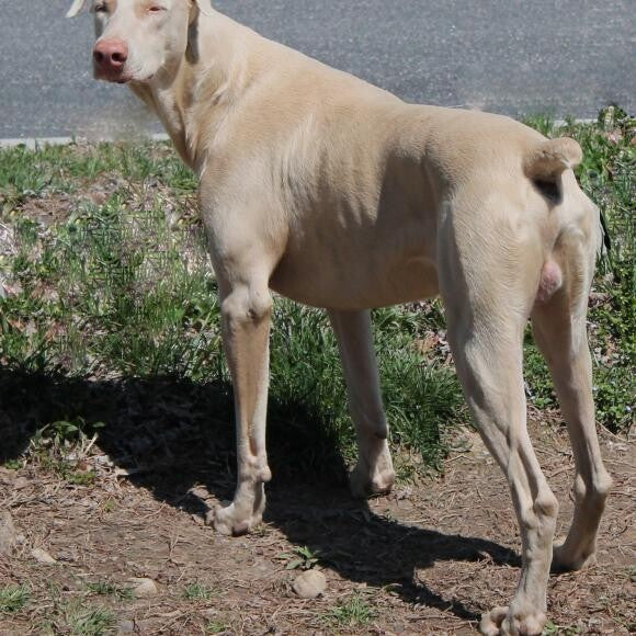 This is Moses a White Doberman.