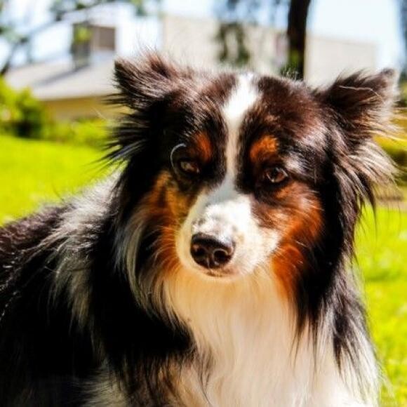Draco, a registered Miniature Australian Shepherd. Certified service dog