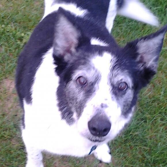 my 12 year old collie healer. runs/walks 2 miles a day with me, and keeps up.