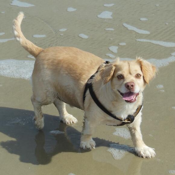 A California rescue dog that lives in Savannah, GA!
