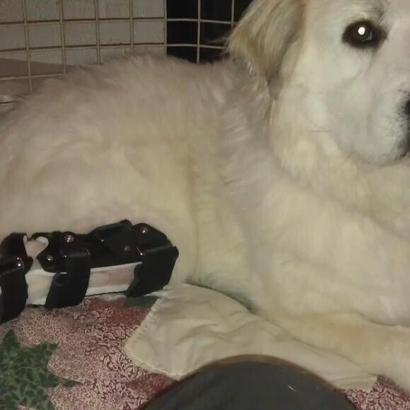 First day with his new brace on.
