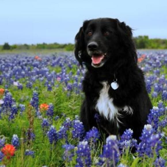 Lani in the bluebonnets