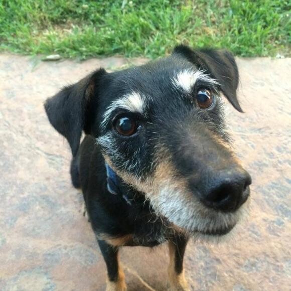 Dona a Jagdterrier at 13 years old