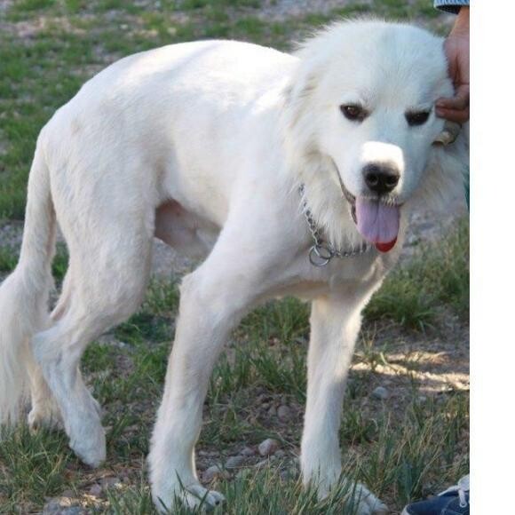 Zuri when he first got to the rescue.