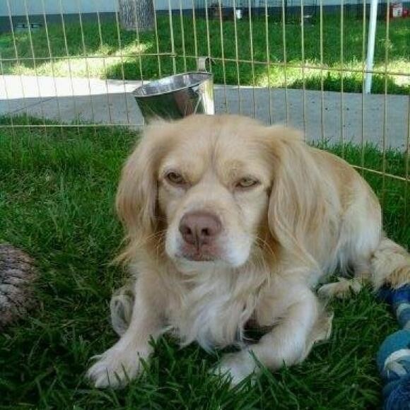 Otis when I first saw him at the truck stop in Ontario, CA...he was so sad!