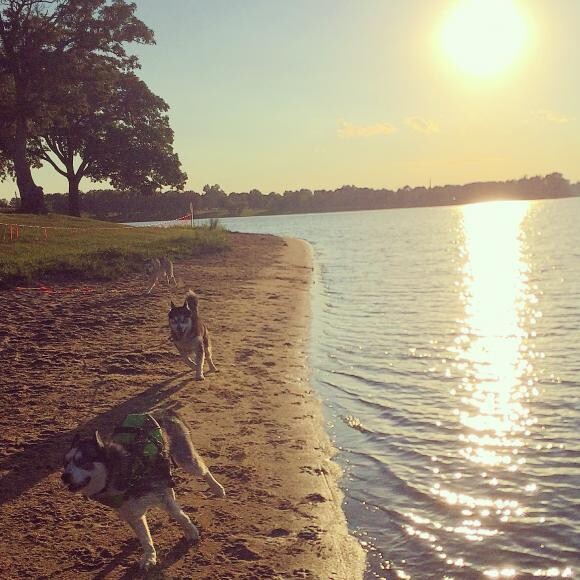 Playing with her Husky friends!