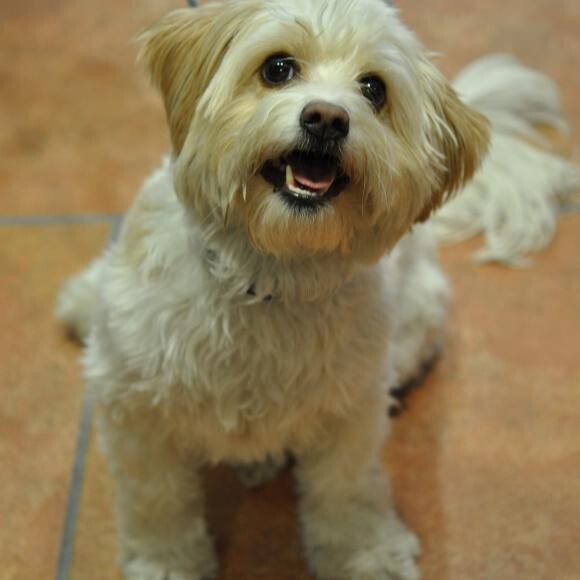 Begging for treats at the local doggie bakery!