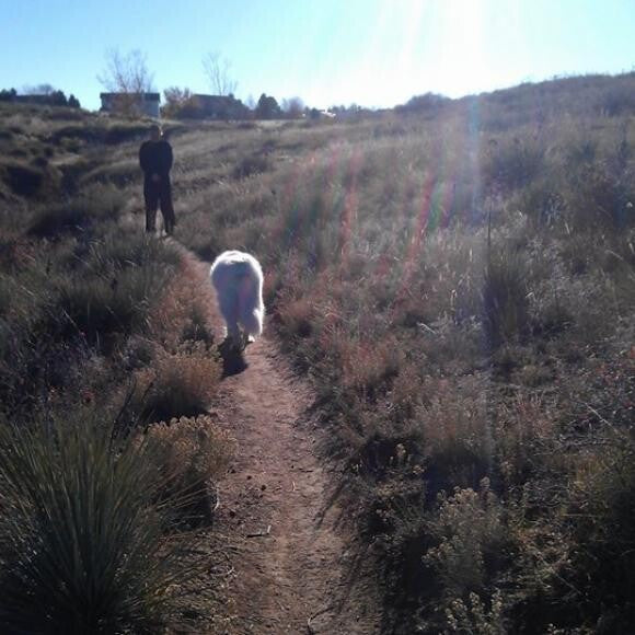 Zuri starting off on a walk in the open space right behind our house