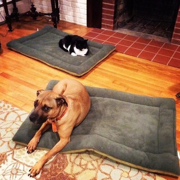 Eva and one of her many cat friends.