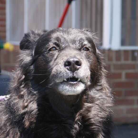 This is DeeDee, our child of 12 years old!