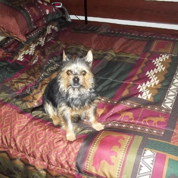 This is Basil, like Basil Rathbone not the herb. He is a long-haired Chihuahua