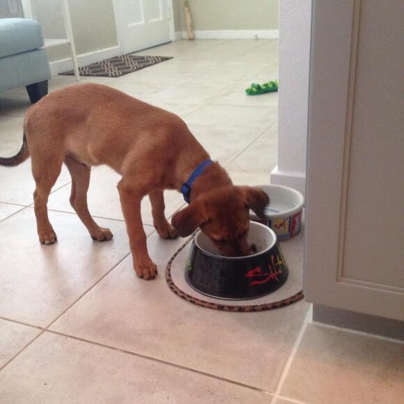Finn enjoying honest kitchen