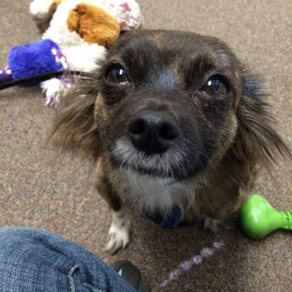 Oliver, my rescued chihuahua mix.