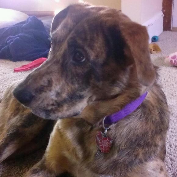 Barley was diagnosed with severe hip dysplasia and arthritis at 9 months.