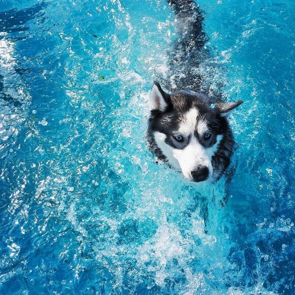 Paws in the Pool!