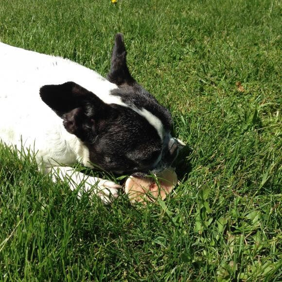 Lucy, my 9 year old Frenchie enjoying a raw meaty bone on a hot summer day!
