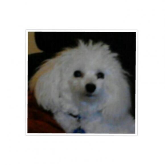Bijou feeling a little fluffy.