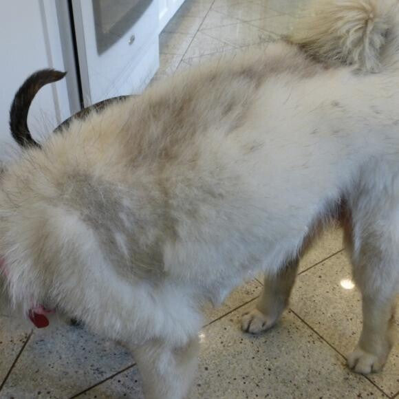 Bad flea dermatitis on her back.