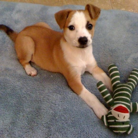 Baby Cricket