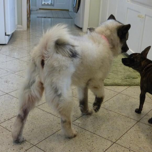 Primrose and her new best friend, Chippy.
