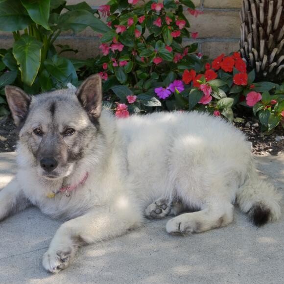 Primrose resting in her new yard.
