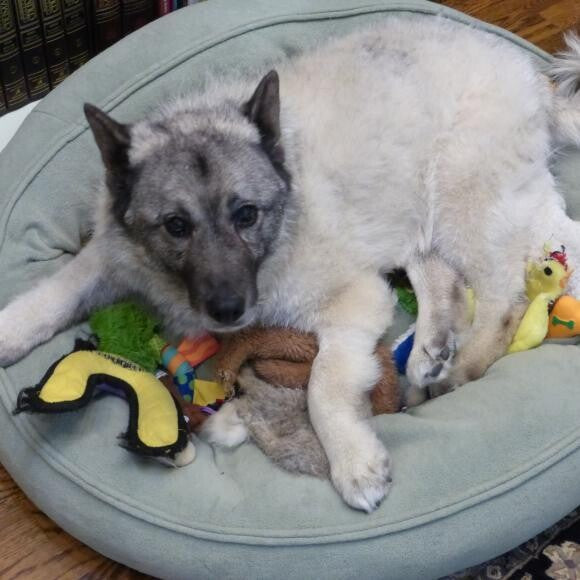 Primrose in her new digs. Even 12 year olds enjoy playing with toys.