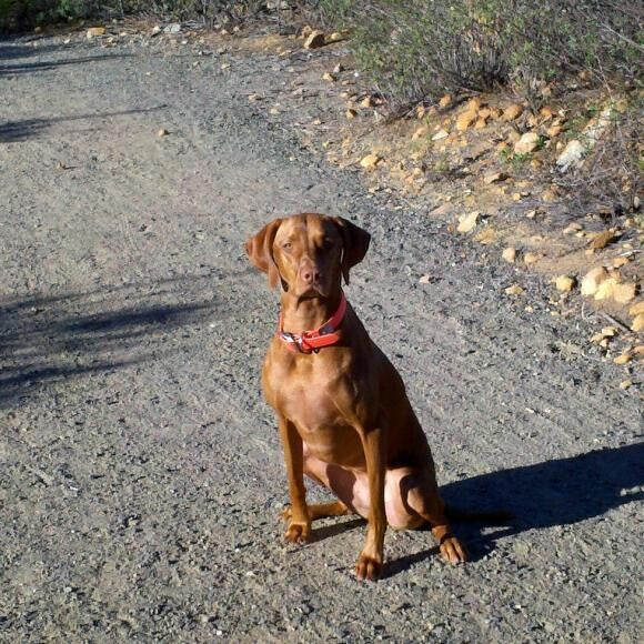 Lucy is all business on our hikes!