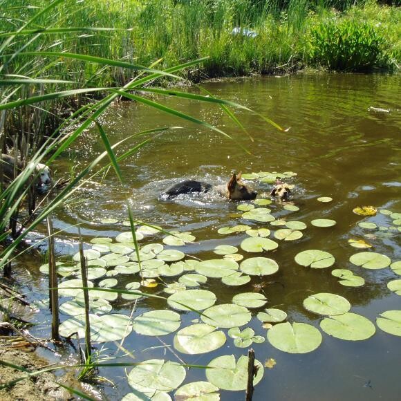 Frizt and Boomer swimming in the pond