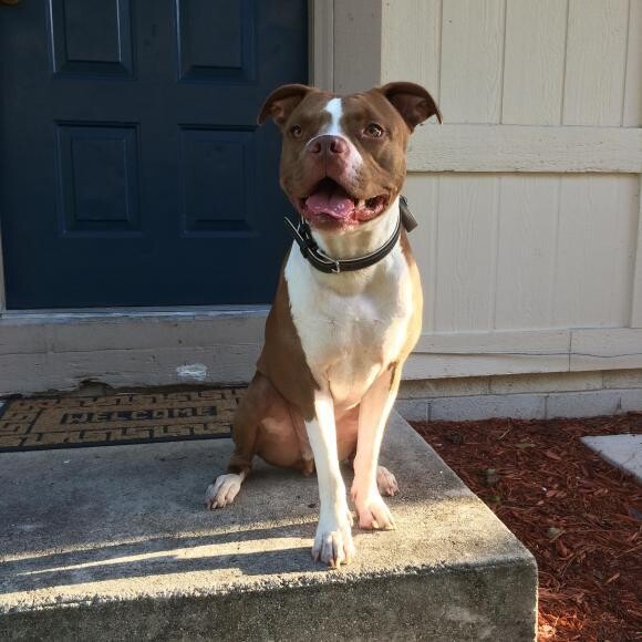 Hello my name is Romeo!