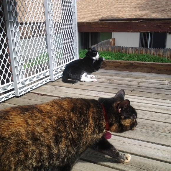 my cats love prawl