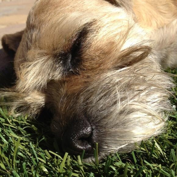 Snoozing in the sun