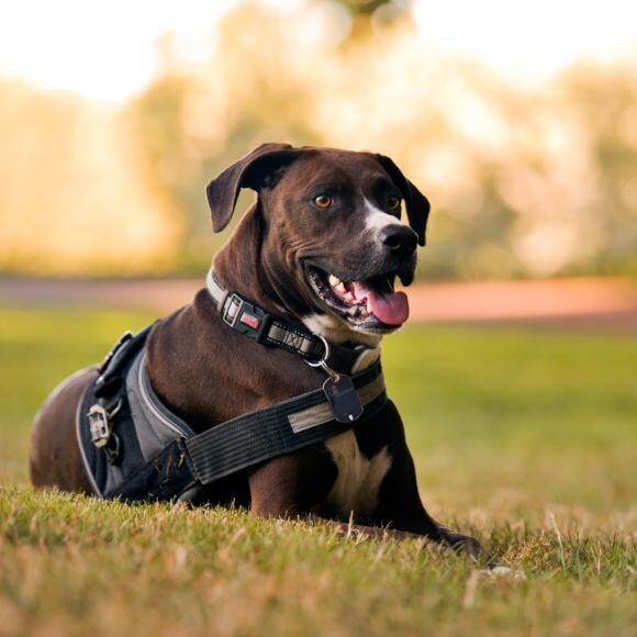 Nalu relaxes while enjoying the view at Portland's Council Crest Park.