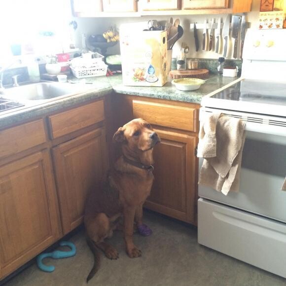 waiting for some honest kitchen!