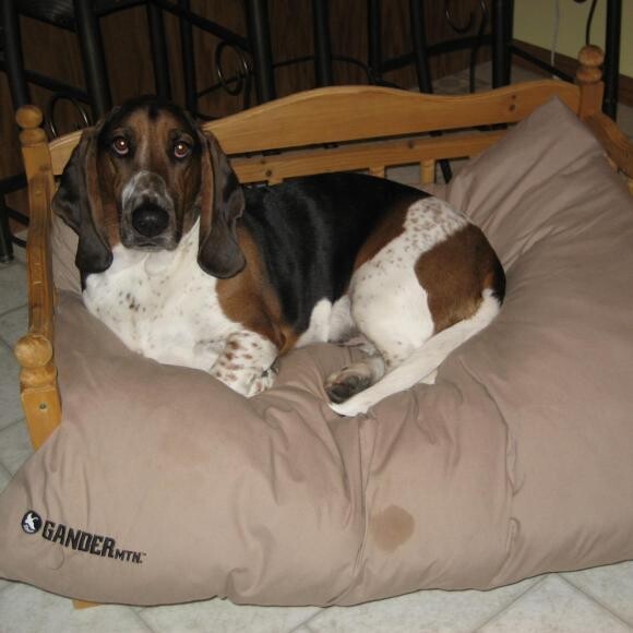 Newton Remington Enjoying a rest on his Custom made Couch!