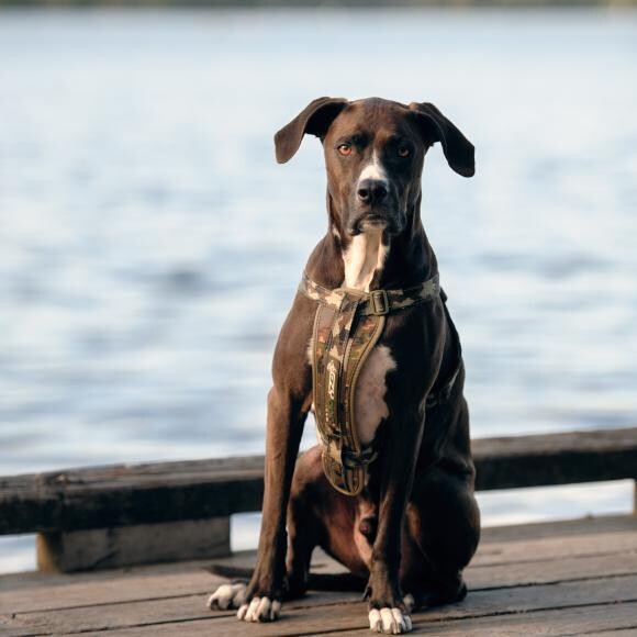 Nalu sitting on the dock at Seattle's Green Lake.