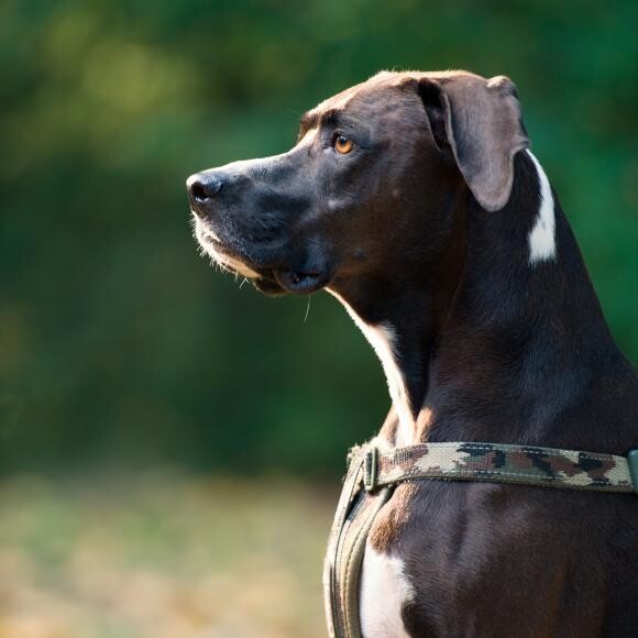 Nalu closely monitors the squirrel activity at Woodland Park in Seattle.