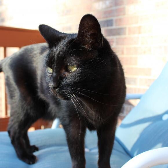 Monster's favorite lounge chair on her closed in deck.
