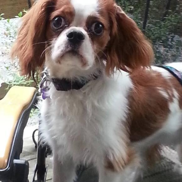Molly is a CKC. A rescue whose personality is as big as her eyes!