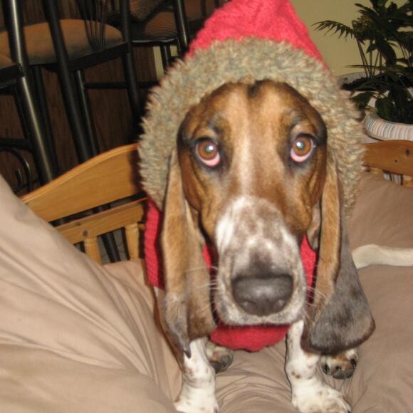 Newton in his Holiday Sweater!