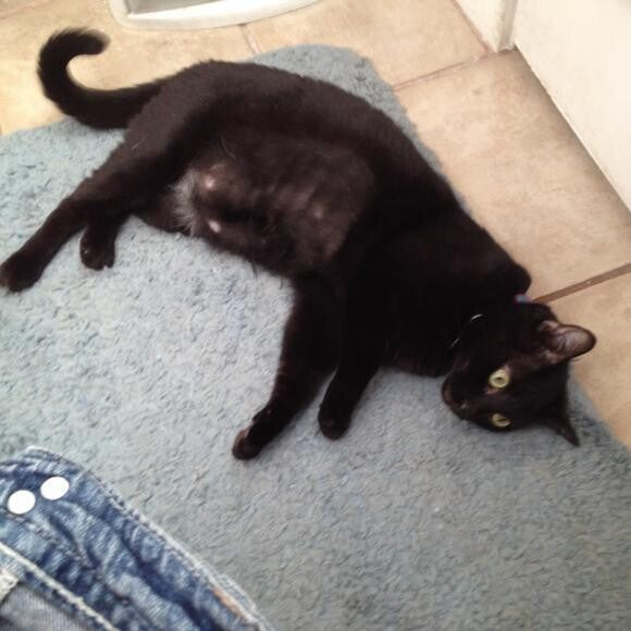 Cookie happily rolling around on the floor