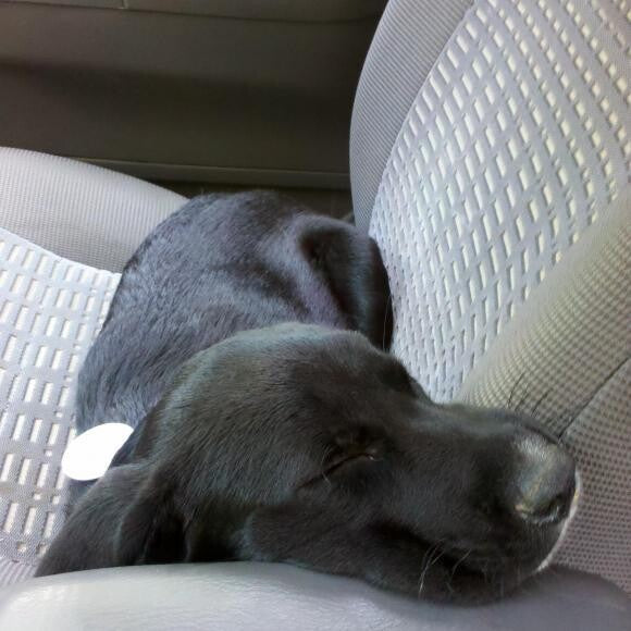 Pixie, the day we brought her home.