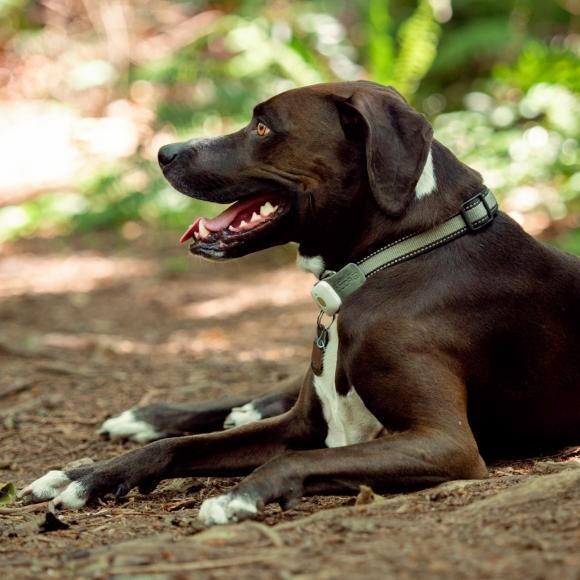 Nalu resting during his day hike in the Olympic Peninsula rainforest.