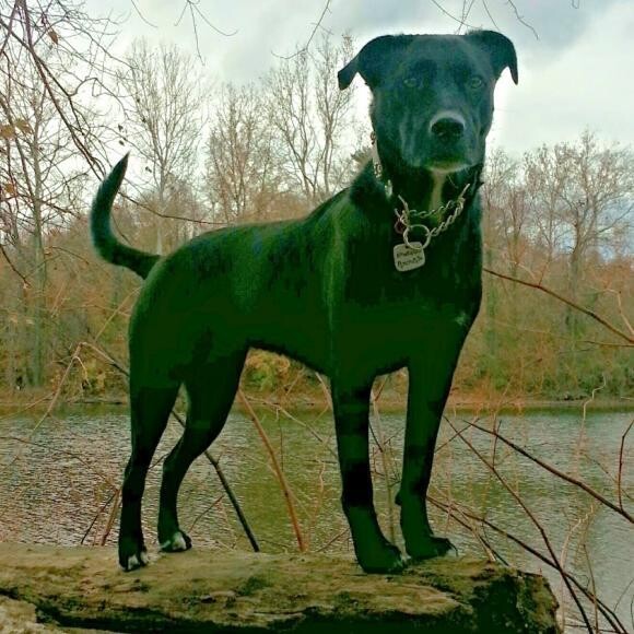 Pixie, hiking in PA, Fall 2013.